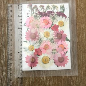 x Dried pressed flowers Style C