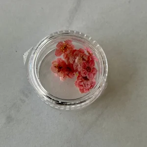 20pc per jar Forget Me Not pressed dried flowers (Dark Pink) - Image 2