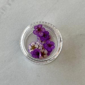 20pc per jar Forget Me Not pressed dried flowers (Blue) - Image 4