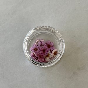 20pc per jar Forget Me Not pressed dried flowers (Blue) - Image 7