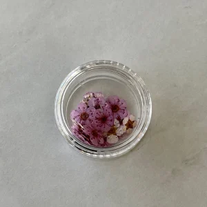20pc per jar Forget Me Not pressed dried flowers (Dark Pink) - Image 7