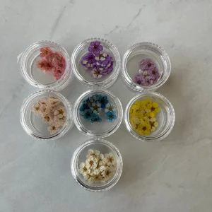 20pc per jar Forget Me Not pressed dried flowers (Dark Pink)