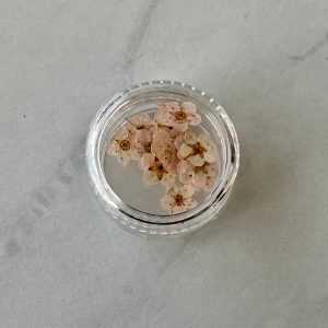 20pc per jar Forget Me Not pressed dried flowers (Blue) - Image 3