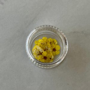 20pc per jar Forget Me Not pressed dried flowers (Blue) - Image 8