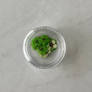 20pc per jar Forget Me Not pressed dried flowers B (Pink B) - Image 3