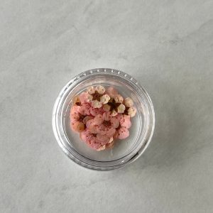 20pc per jar Forget Me Not pressed dried flowers B (Pink B) - Image 6