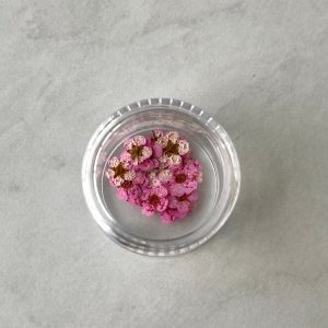 20pc per jar Forget Me Not pressed dried flowers B (Pink B) - Image 2