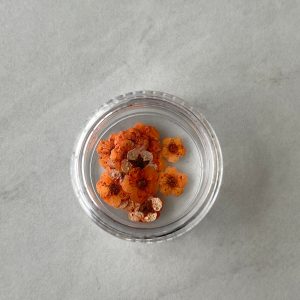 20pc per jar Forget Me Not pressed dried flowers B (Pink B) - Image 7