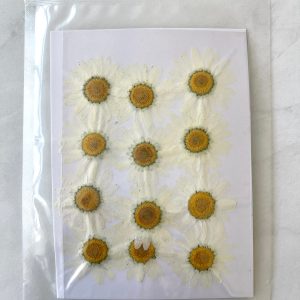 Dried pressed flowers Daisy 12 pcs