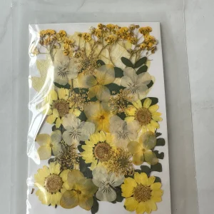 x Dried pressed flowers